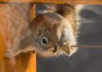 Looking in the window