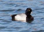 Greater Scaup