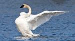 Trumpeter Swan