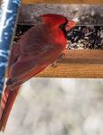 Cardinal on the feeder