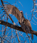 Dad's favorite bird...Yuck!