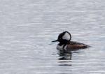 Hooded Merganser