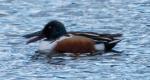 Northern Shoveler