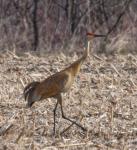 Sandhill Crane