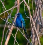 Indigo Bunting