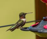 Harold, a regular visitor to the feeder