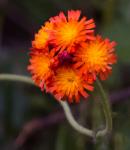 Some sort of flower