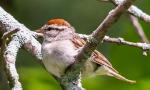 Chipping Sparrow