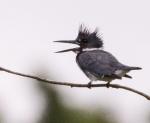 Bad Hair Day