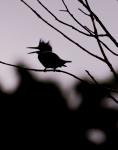 Bad hair day as shot (silhouette) before I lightened it.