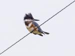 Belted Kingfisher