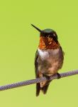 Ruby-throated Hummingbird