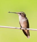 Can someone get that bug off my beak?