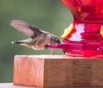 Hummingbird
