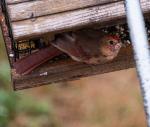 Immature Cardinal