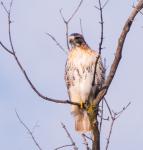 Red-tailed Hawk