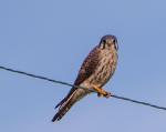American Kestrel