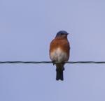 Eastern Bluebird