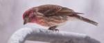 Purple Finch