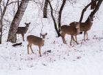 Some of our deer