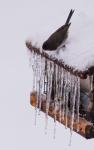 Ice storm 2017