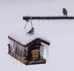 Goldfinches not enjoying the ice