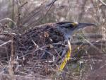 Eastern Meadowlark