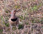 Northern Flicker
