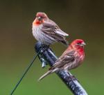 Shades of Red