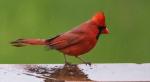 Shades of Red