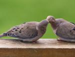 Lovebirds