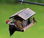 Pileated Woodpecker vs. House Finch