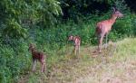 Our deer family