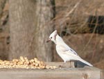 albino blue jay