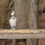 albino blue jay