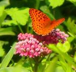 Aphrodite Fritillary