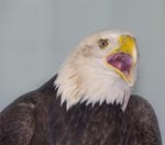 bald eagle