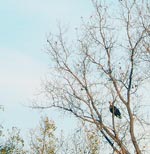 bald eagle
