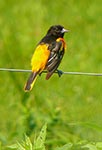 baltimore oriole