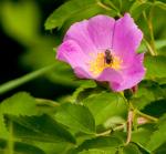Bee and Flower