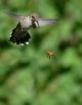 Bird vs. Bee