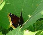butterfly