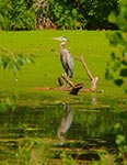 blue heron