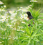 bird1