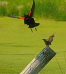 bird 2