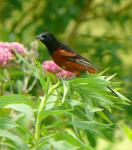 Orchard Oriole