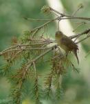 Some sort of bird