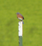 bluebird