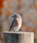 bluebird