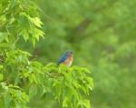 Eastern Bluebird